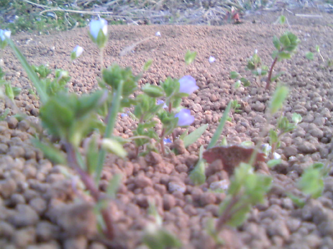 オオイヌノフグリ