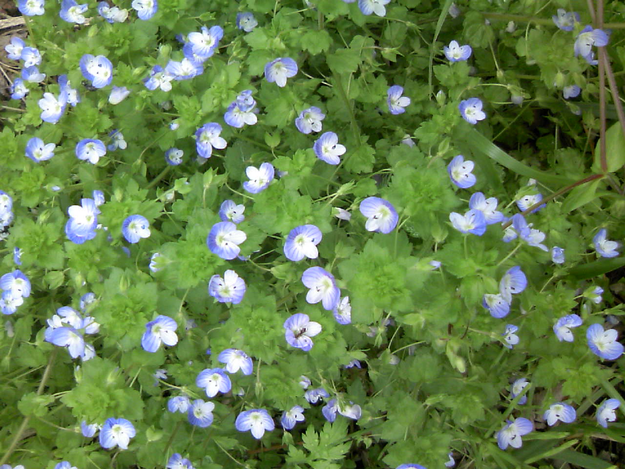 おおいぬのふぐり群