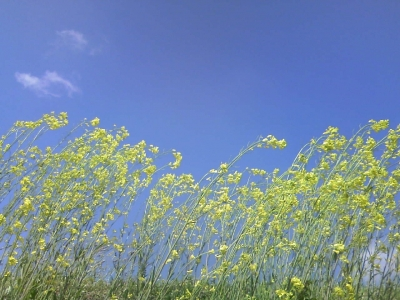 菜の花